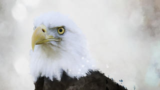 a Bald Eagle with white head and yellow eyes